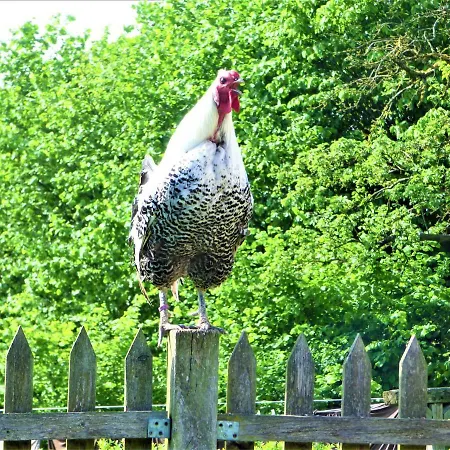Tolles Fachwerkhaus Mit Garten Дом отдыха