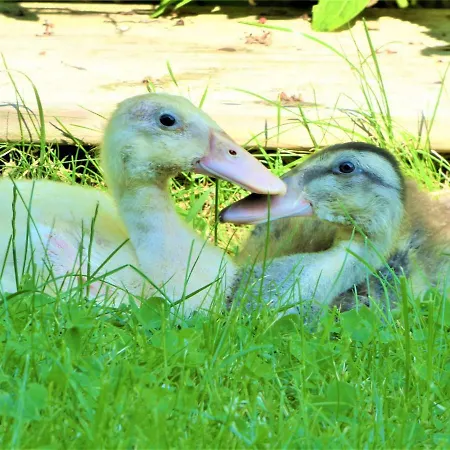 Tolles Fachwerkhaus Mit Garten *