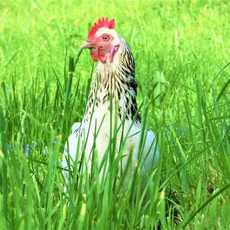 Tolles Fachwerkhaus Mit Garten *
